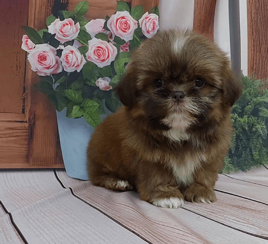 Filhotes de Shih-Tzu em Americana | Piracicaba | Sumaré | Canil Kenel Kal Pet