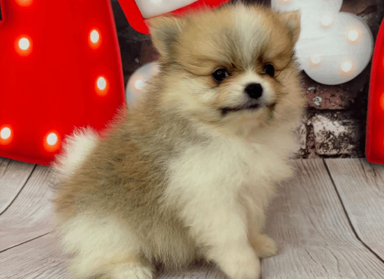 Venda de Filhotes de Cães e Cachorros em Americana | Piracicaba | Sumaré | Campinas | Limeira | Rio Claro | Indaiatuba | Canil Kenel Kal Pet