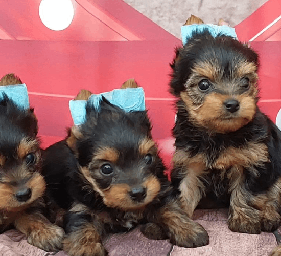 Canil Kenel Kal Pet em Americana | Filhotes de Shih-Tzu | Yorkshire | Spitz Alemão | Teckel