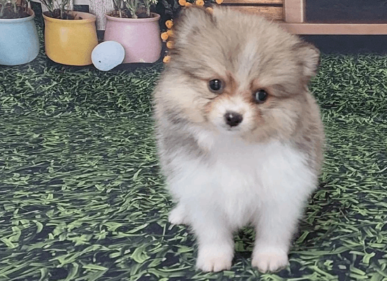Canil Kenel Kal Pet em Americana | Filhotes de Shih-Tzu | Yorkshire | Spitz Alemão | Teckel