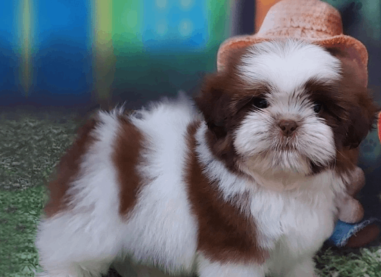 Canil Kenel Kal Pet em Americana | Filhotes de Shih-Tzu | Yorkshire | Spitz Alemão | Teckel