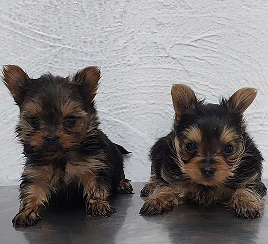 Filhotes de Yorkshire em Americana | Piracicaba | Sumaré | Canil Kenel Kal Pet
